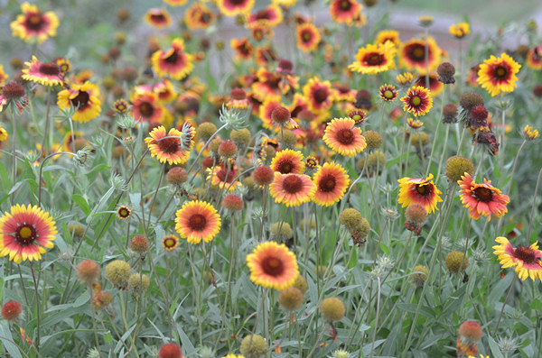 ��2014�����컨�Ⱦ�ѡͼ����