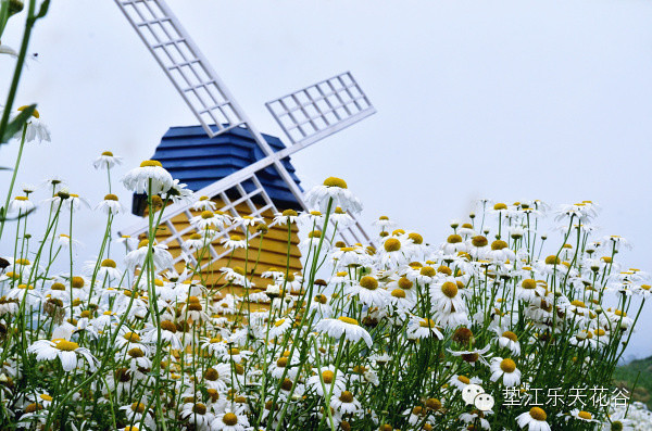 ��2014�����컨�Ⱦ�ѡͼ����