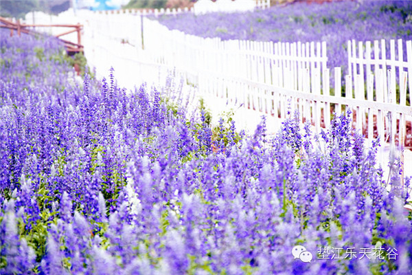 ��2014�����컨�Ⱦ�ѡͼ����