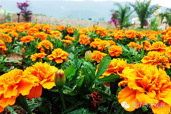 ��2014�����컨�Ⱦ�ѡͼ����