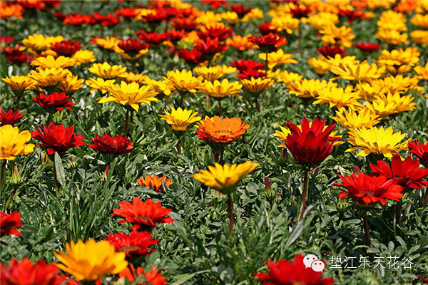 ��2014�����컨�Ⱦ�ѡͼ����