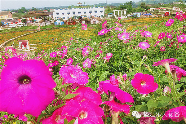 ��2014�����컨�Ⱦ�ѡͼ����