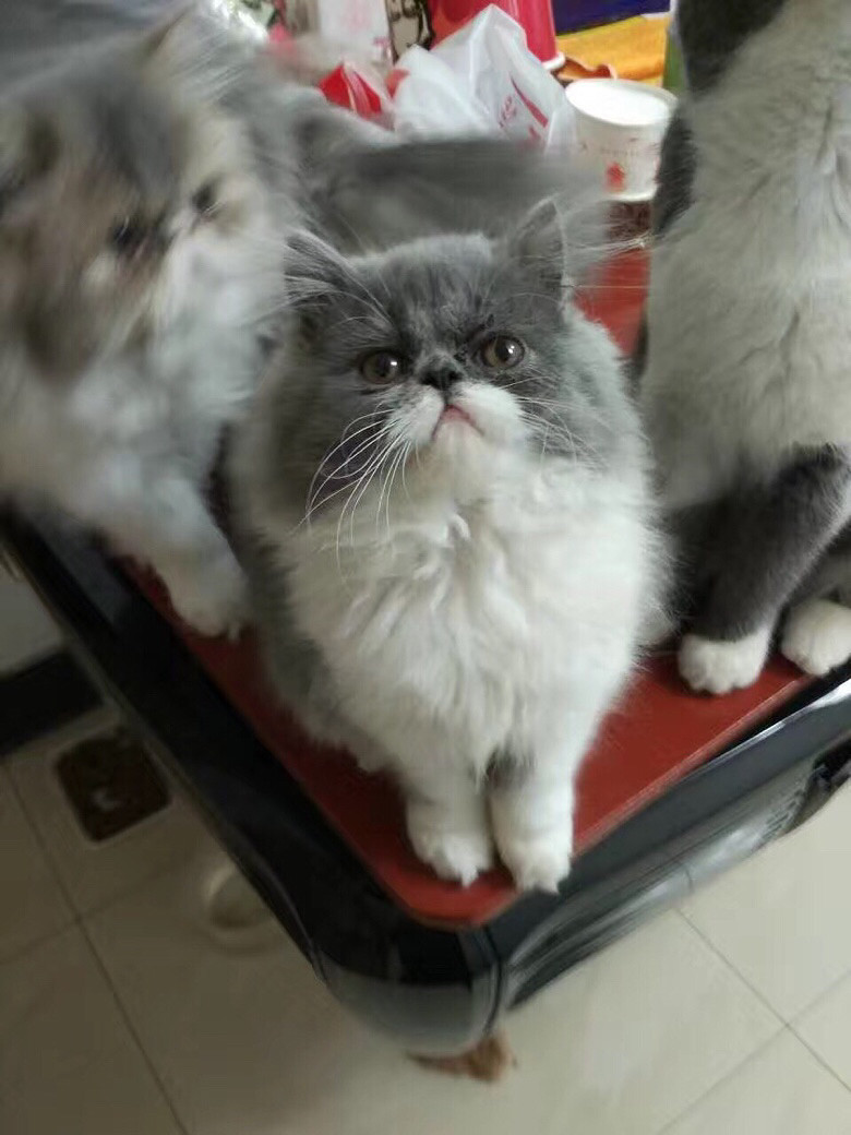 �Լ����ӷƳ���