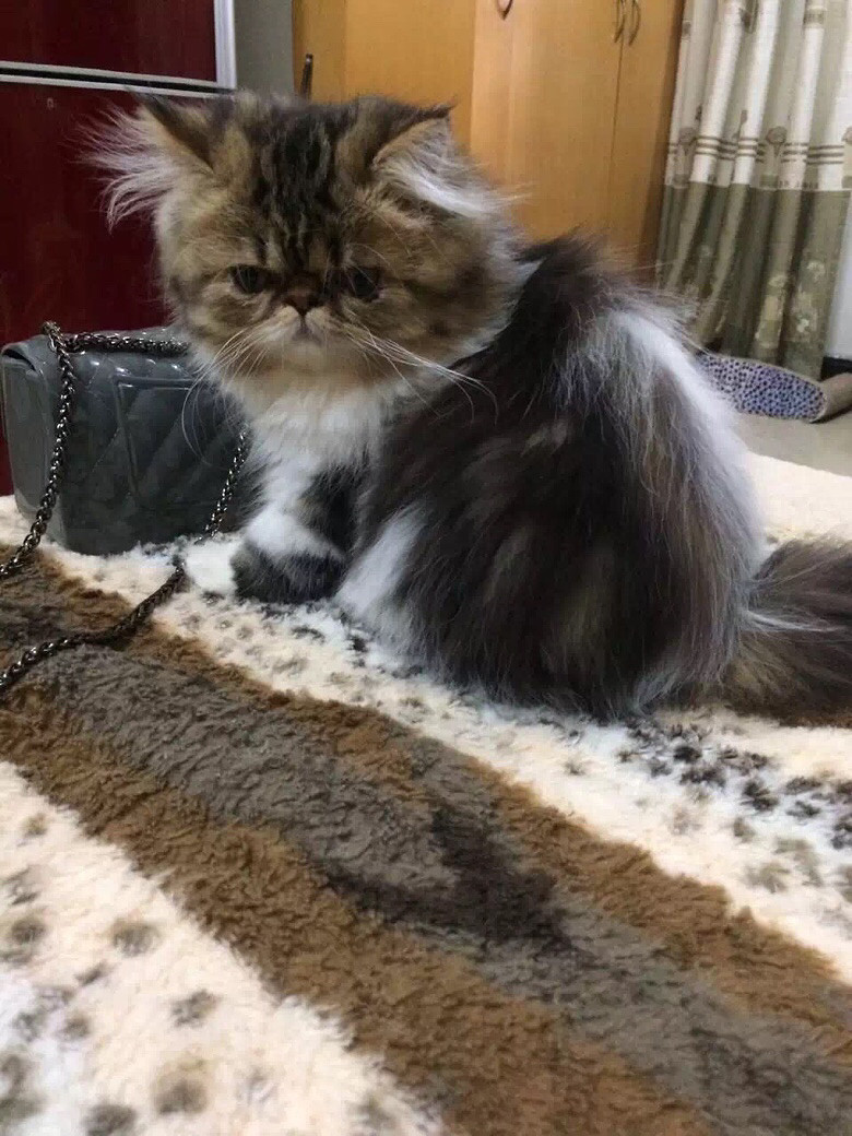 �Լ����ӷƳ���