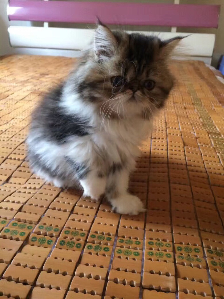 �Լ����ӷƳ���