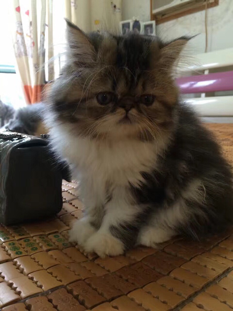 �Լ����ӷƳ���