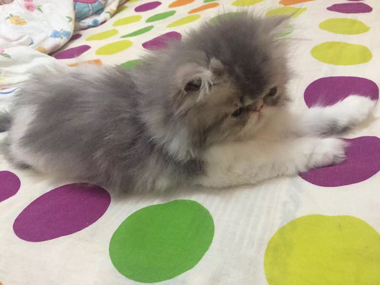 �Լ����ӷƳ���