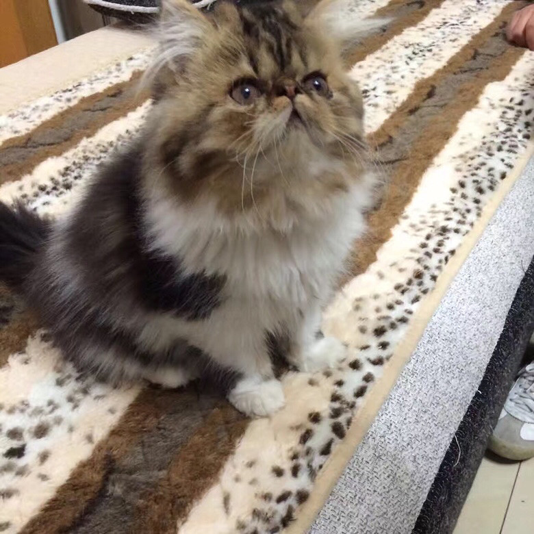 �Լ����ӷƳ���