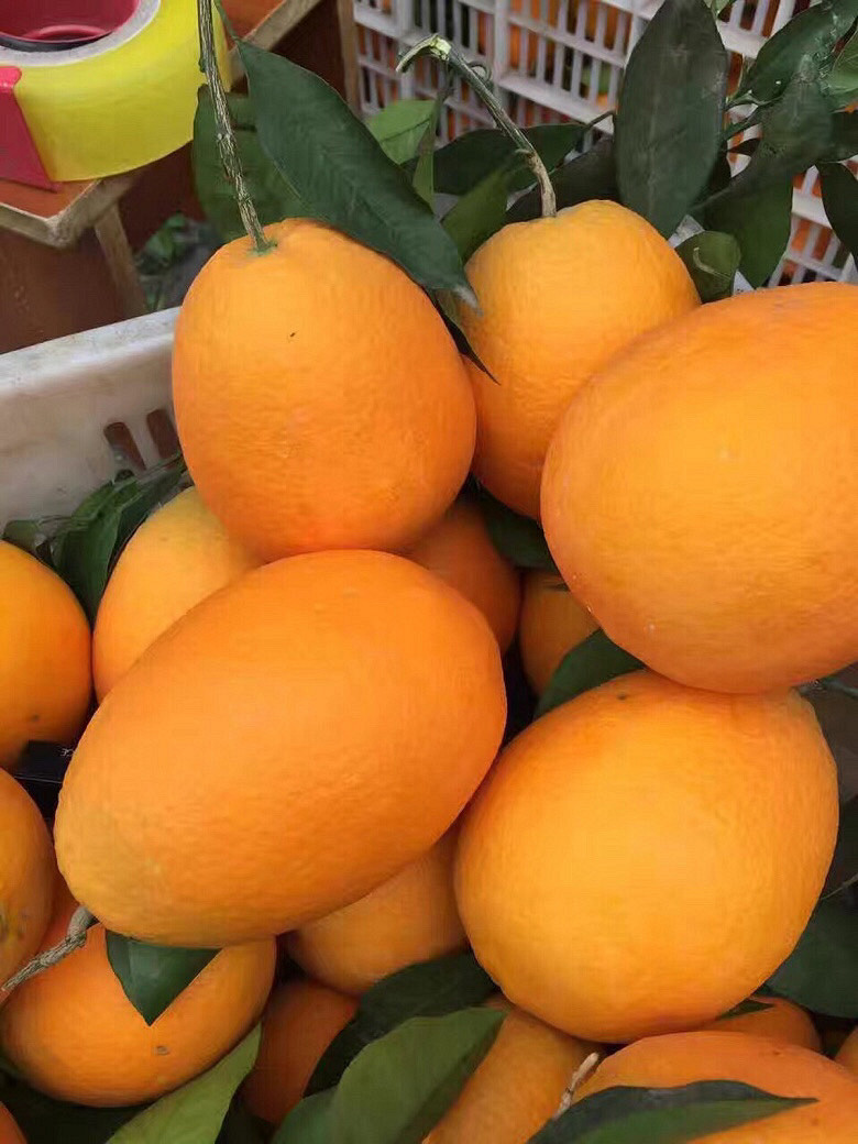 ڷ