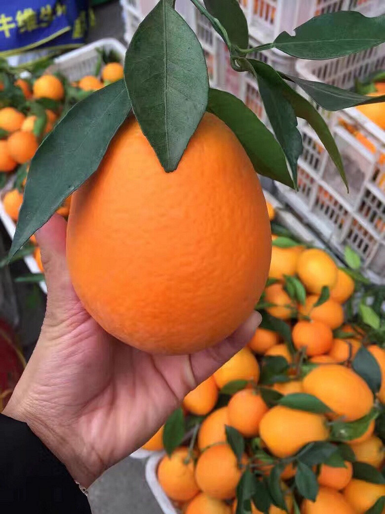 ڷ