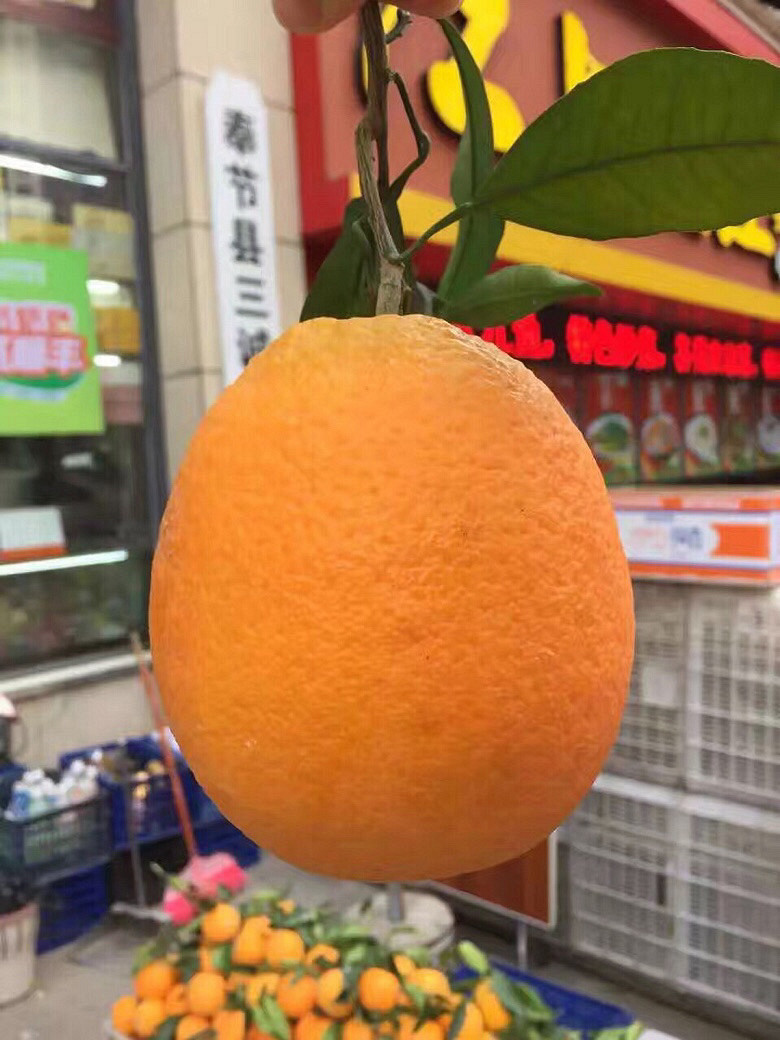 ڷ