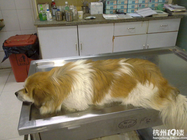 京巴串串找主人--找领养(已领养)-家有宠物-杭州19楼