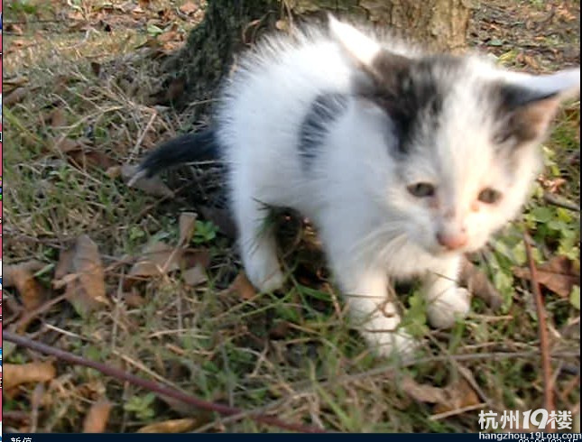 为可爱小猫 奶牛 寻找一个有爱心的主人(此贴关