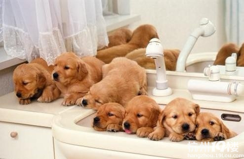 不出门给狗狗做体检de超强攻略~省时又省钱-家