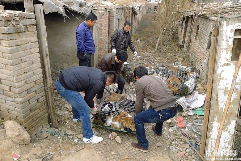 兰州废弃房内200只猫被锁(高清组图)-早知道-杭