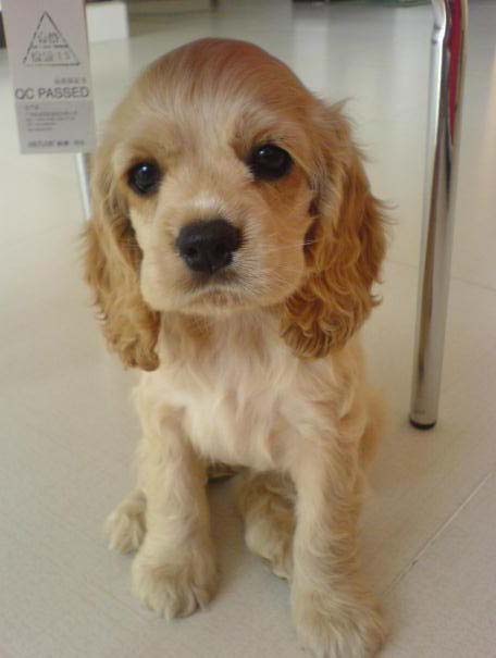 杭州出售纯种可卡幼犬\/美系可卡\/包健康 包纯种