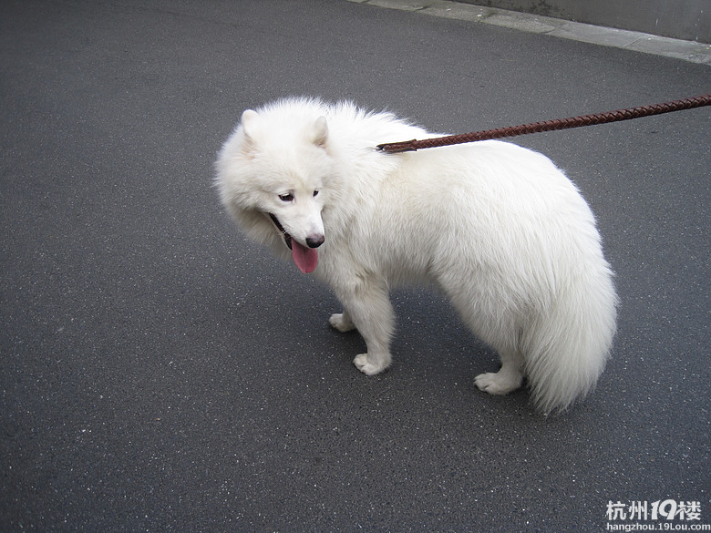 狗狗不爱吃狗粮怎么办