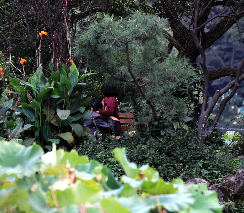 野鸳鸯-八卦田-杭州19楼