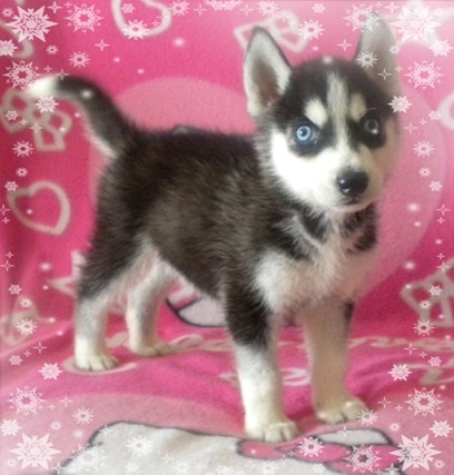 杭州哪里的哈士奇比较便宜 哈士奇能吃什么怎