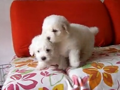 憨厚可爱的一窝纯白色比熊小狗,卷卷的毛发圆