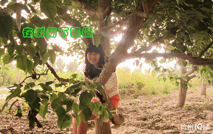 农场主女儿果园价出新疆和田枣纸皮核桃-闲置