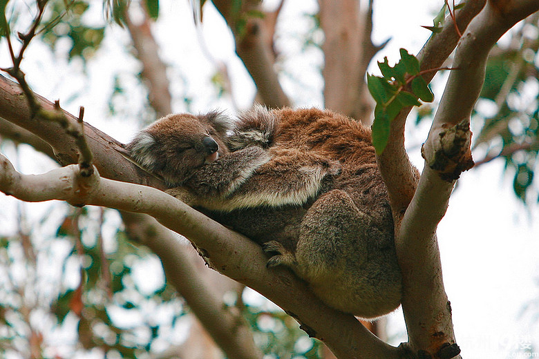85D&卷毛的蜜月16天澳洲自驾游(蜗牛速度更