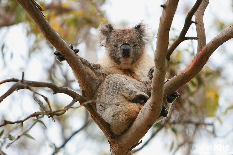 85D&卷毛的蜜月16天澳洲自驾游(蜗牛速度更