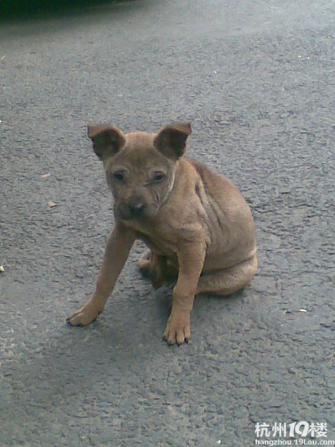 谁来救救我,快来救我。我是一只吉娃娃。-宠物新闻-家有宠物-杭州19楼