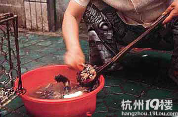 亿万富翁吃猫肉火锅身亡-美食俱乐部-杭州19楼