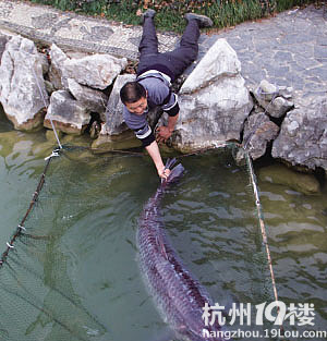 长1.92米 重208斤这么大的鱼是怎么抓到的?-讲