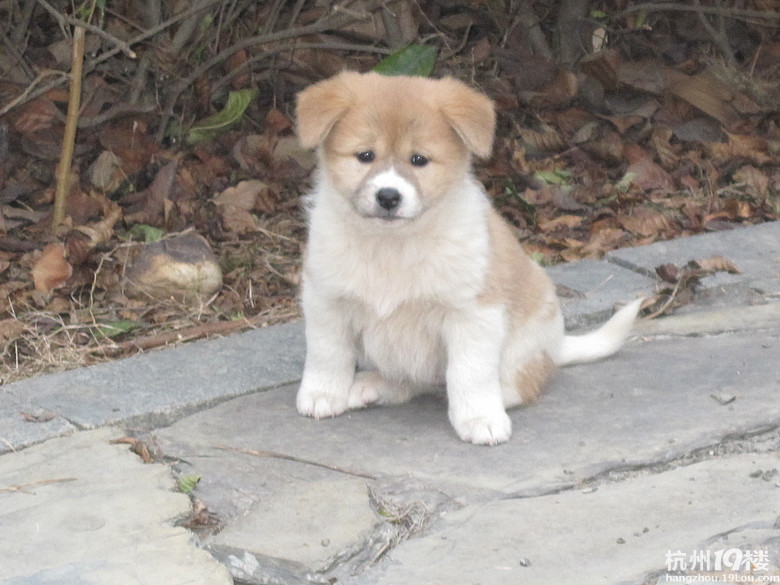 杭州咸林爵士风情韵动苑发现可怜狗妈妈和小狗