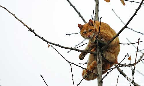 好奇害了猫 可怜的小家伙困在树上一天一夜了(组图)-讲白搭-台州19楼