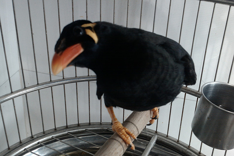 出售2011年头窝鹩哥,会说话,学语中