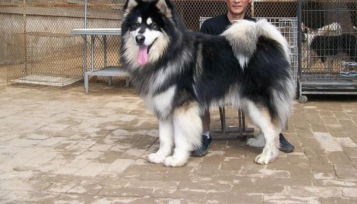 出售擦阿拉斯加、萨摩耶、贵宾、松狮、博美、