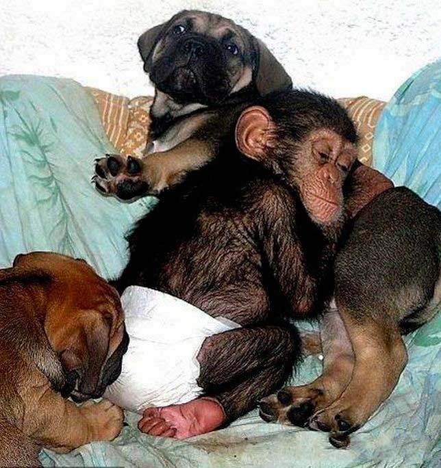 动物母爱也伟大 獒犬收养猩猩孤儿-养眼搞笑-杭