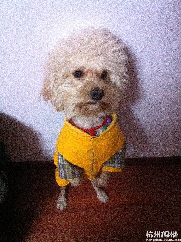 寻狗启示。重金悬赏。请大家一起帮我找找。谢