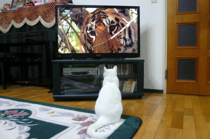 喜欢看电视的猫,特别爱看动物世界!-搞笑-养眼