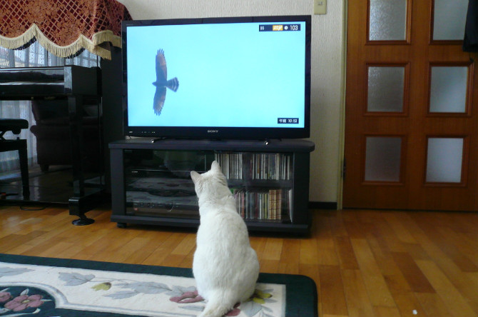 喜欢看电视的猫,特别爱看动物世界!-搞笑-养眼
