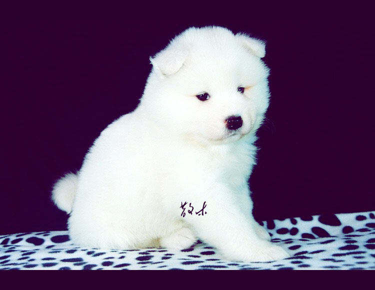 微笑天使小萨摩找新家-宠物相关交易区-杭州1