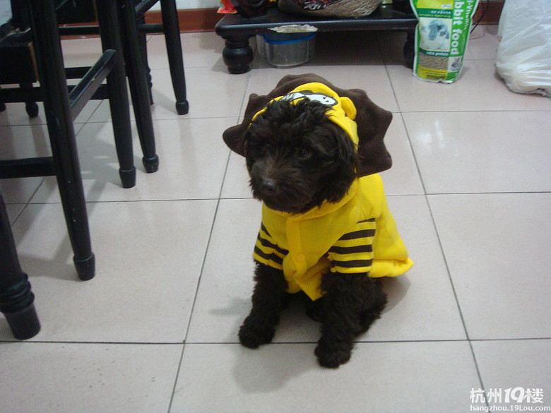 『分享』家有萌仔求超越~-家有宠物-杭州19楼