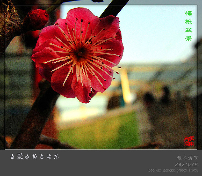 咏梅--我的红梅桩(活动要求帖)-19摄区-杭州19