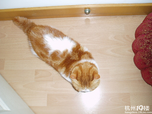 加菲妹妹找哥哥-家有宠物-杭州19楼