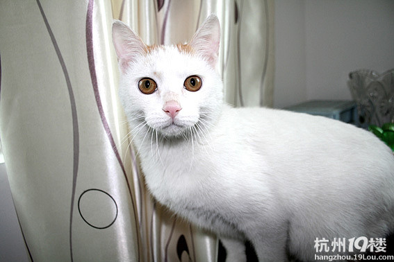 家有爱猫,因生孩子,求爱猫之人收养,免费送养。