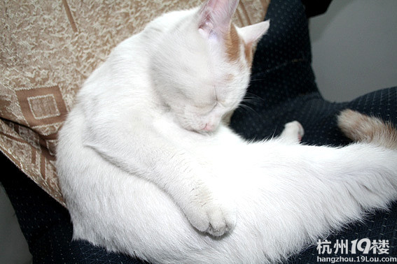 家有爱猫,因生孩子,求爱猫之人收养,免费送养。