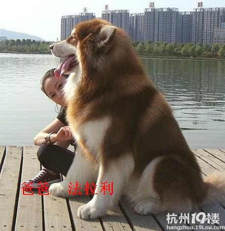 极品红阿拉斯加宝宝46天预定 小王子女儿小宝