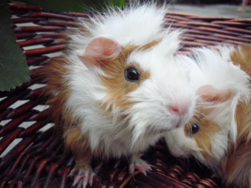 家养--荷兰猪(豚鼠天竺鼠荷兰鼠长逆毛