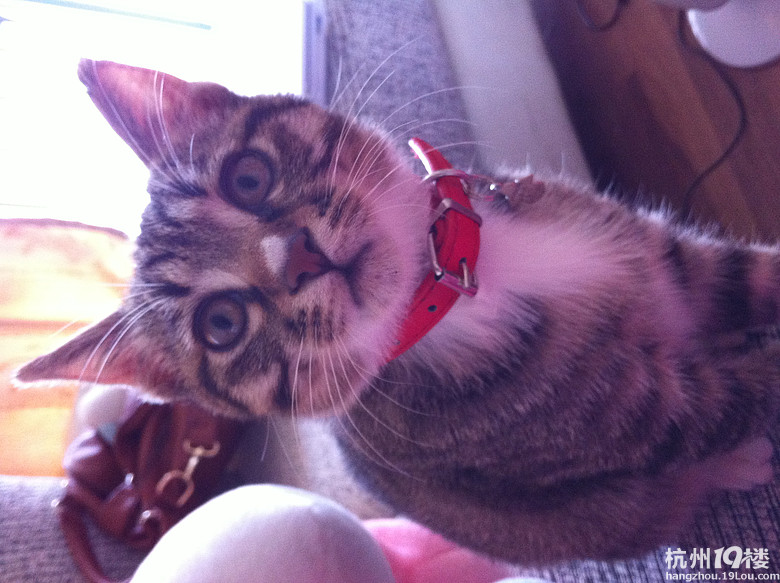 可爱萌狸花猫免费送养-家有宠物-杭州19楼