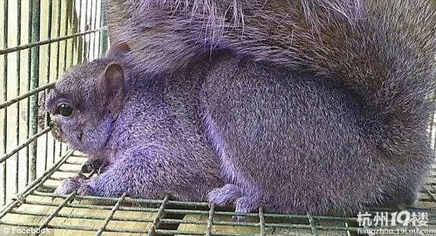 美国夫妇无意间捕获一只紫色小松鼠(图)-转贴之