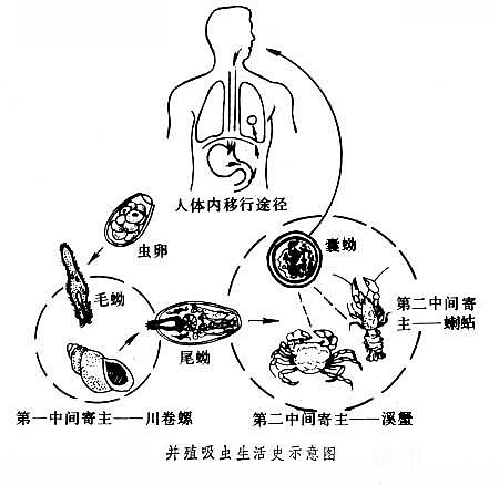 22岁宁波MM肺部成虫窝 平日爱吃<em>半熟</em>海鲜肉