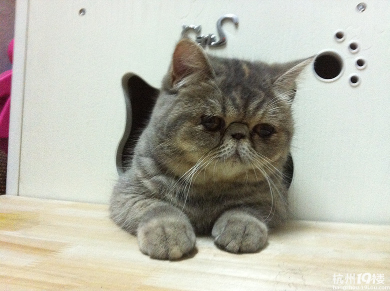 蓝妹妹<em>找帅哥</em>啦!-家有宠物-<em>杭州</em>19楼